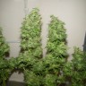 Семена  Nemesis feminised Ganja Seeds Семена  Nemesis feminised Ganja Seeds
