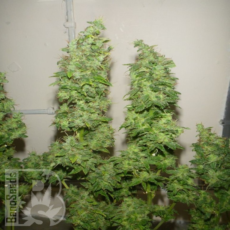 Семена  Nemesis feminised Ganja Seeds Семена  Nemesis feminised Ganja Seeds