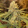 Семена каннабиса  Aspan feminised Bang Seeds Семена каннабиса  Aspan feminised Bang Seeds