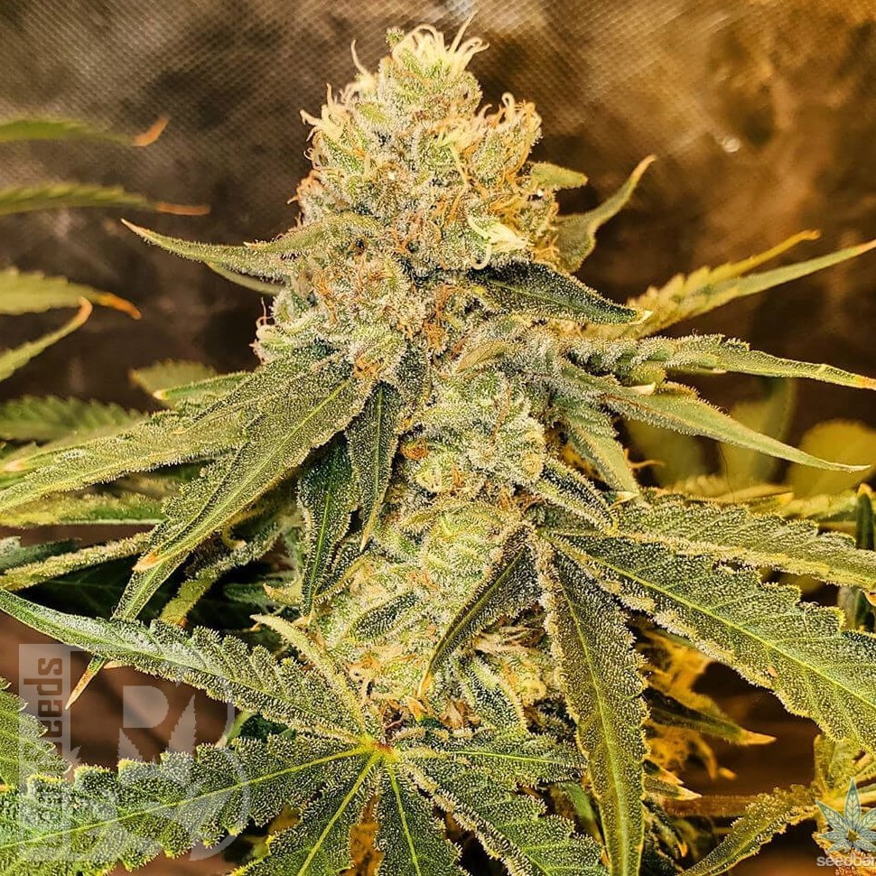 Семена каннабиса  Aspan feminised Bang Seeds