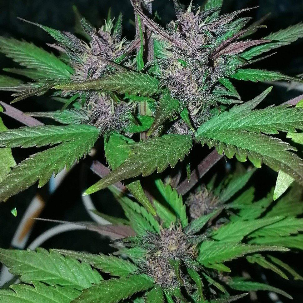 Семена конопли  Auto Black Cream feminised Ganja Seeds