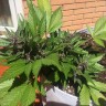 купить семена конопли в фирменной упаковке Auto Black Cream feminised купить семена конопли в фирменной упаковке Auto Black Cream feminised