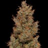 Семена  Auto Sweet Mango feminised Ganja Seeds Семена  Auto Sweet Mango feminised Ganja Seeds