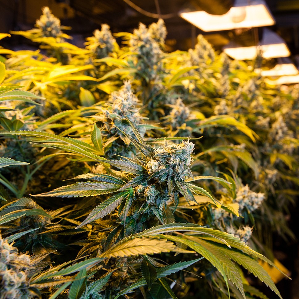 Семена  Big Bud feminised Ganja Seeds