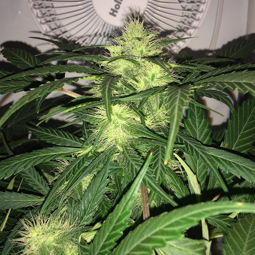 Семена  Auto AK-77V feminised Victory Seeds