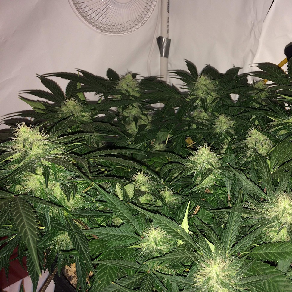 семена марихуаны в Алматы Auto AK-77V feminised Victory Seeds семена марихуаны в Алматы Auto AK-77V feminised Victory Seeds