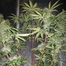 купить семена конопли с доставкой Auto Blue Amnesia feminised купить семена конопли с доставкой Auto Blue Amnesia feminised