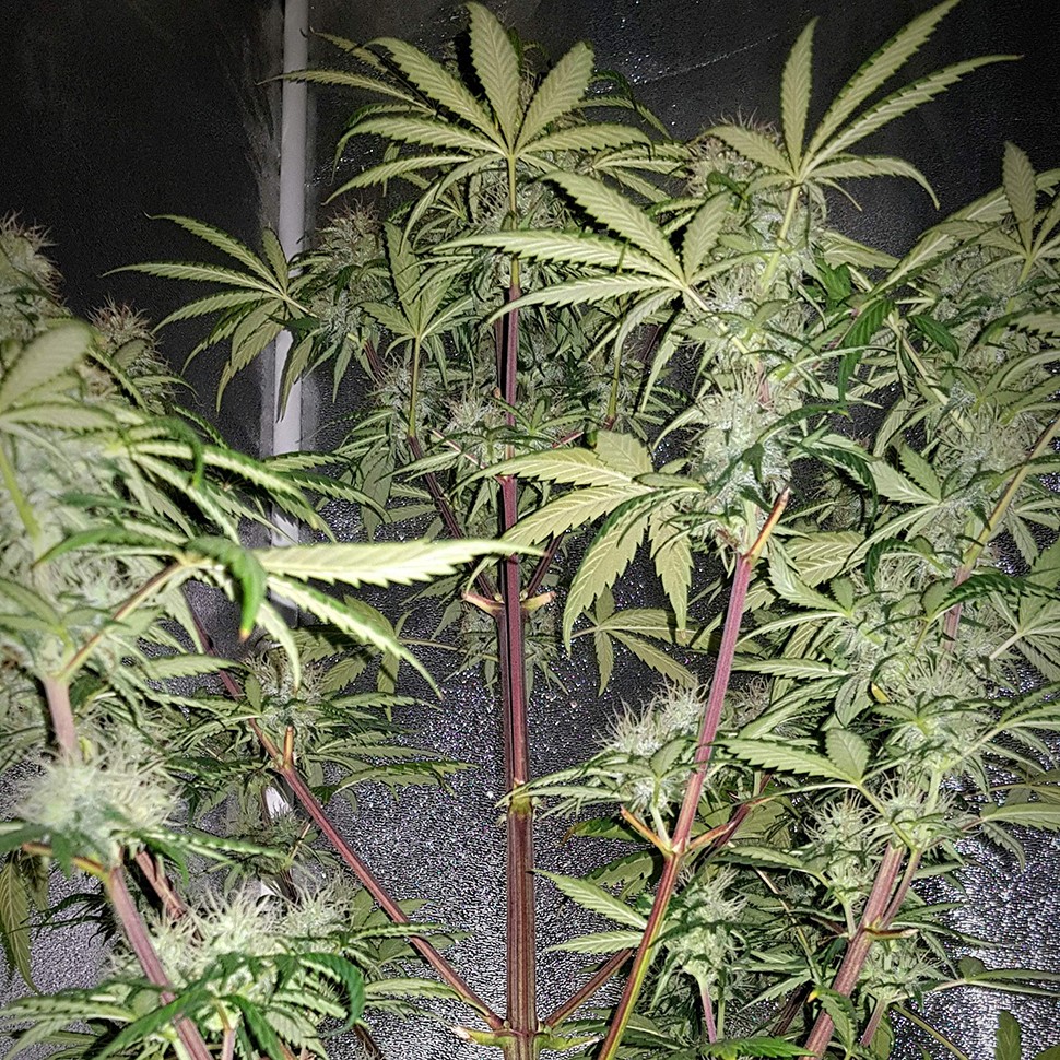 купить семена конопли с доставкой Auto Blue Amnesia feminised купить семена конопли с доставкой Auto Blue Amnesia feminised