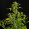 купить семена сортовой конопли Auto Blue Amnesia feminised купить семена сортовой конопли Auto Blue Amnesia feminised