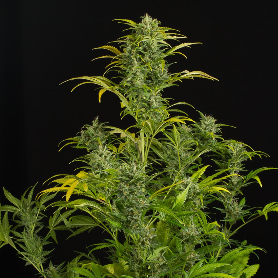 купить семена сортовой конопли Auto Blue Amnesia feminised купить семена сортовой конопли Auto Blue Amnesia feminised
