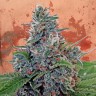 купить качественные семена конопли Auto Blue Amnesia feminised купить качественные семена конопли Auto Blue Amnesia feminised