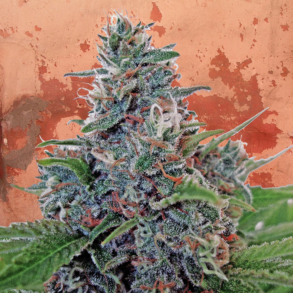 купить качественные семена конопли Auto Blue Amnesia feminised купить качественные семена конопли Auto Blue Amnesia feminised