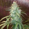 купить урожайные семена конопли Auto Blue Amnesia feminised купить урожайные семена конопли Auto Blue Amnesia feminised