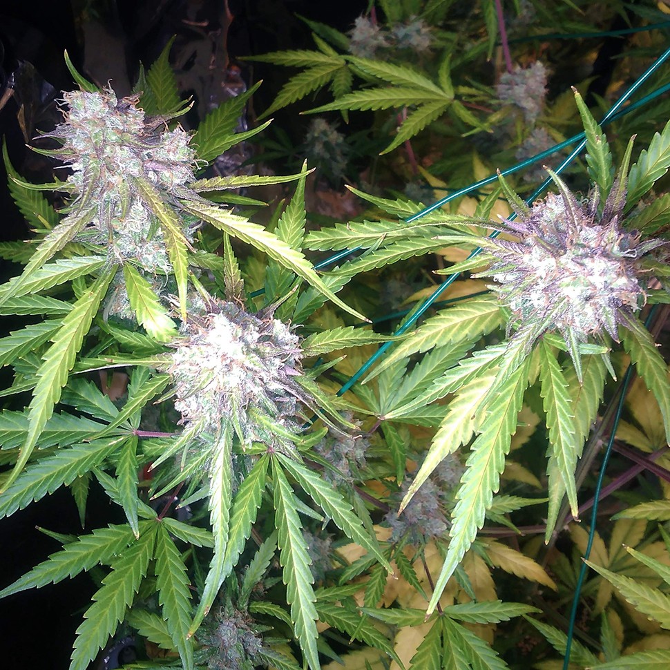 купить автоцветущие семена конопли Auto Blue Amnesia feminised купить автоцветущие семена конопли Auto Blue Amnesia feminised