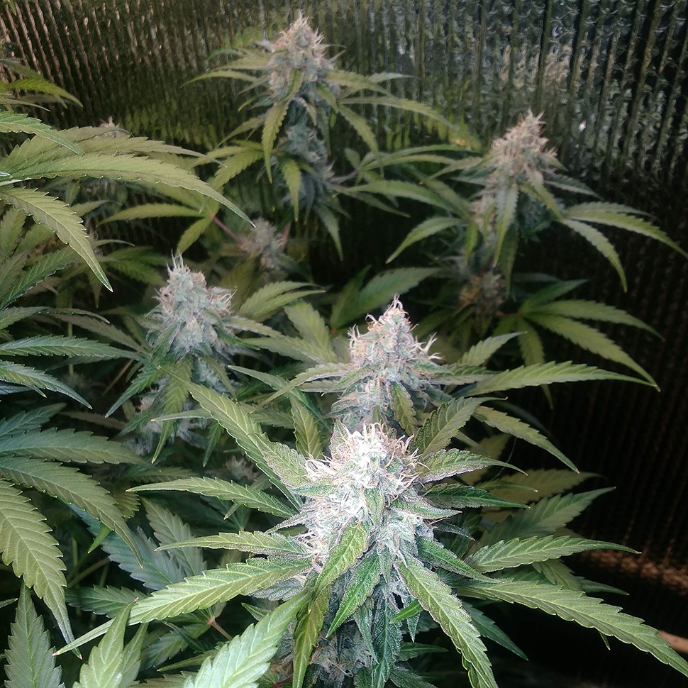 купить семена конопли интернет магазин Auto Blue Amnesia feminised купить семена конопли интернет магазин Auto Blue Amnesia feminised