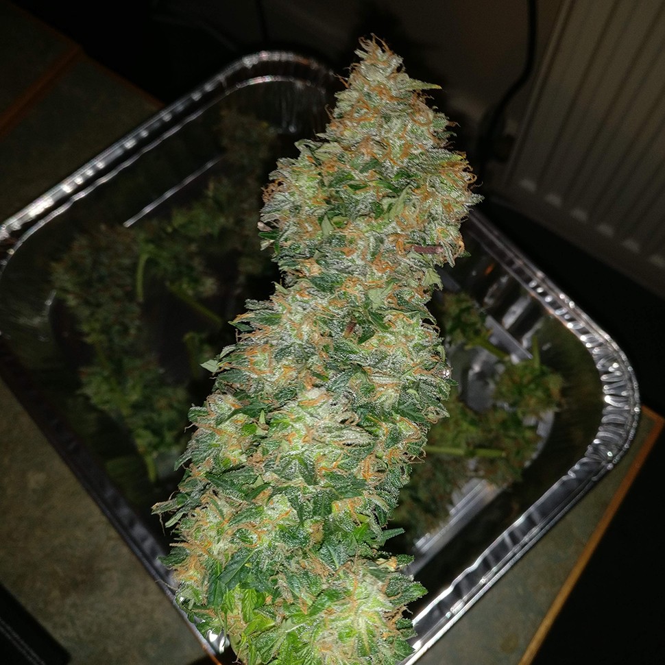 купить семена конопли в фирменной упаковке Auto Blue Amnesia feminised купить семена конопли в фирменной упаковке Auto Blue Amnesia feminised