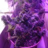 купить мощные семена конопли Auto Blue Amnesia feminised купить мощные семена конопли Auto Blue Amnesia feminised