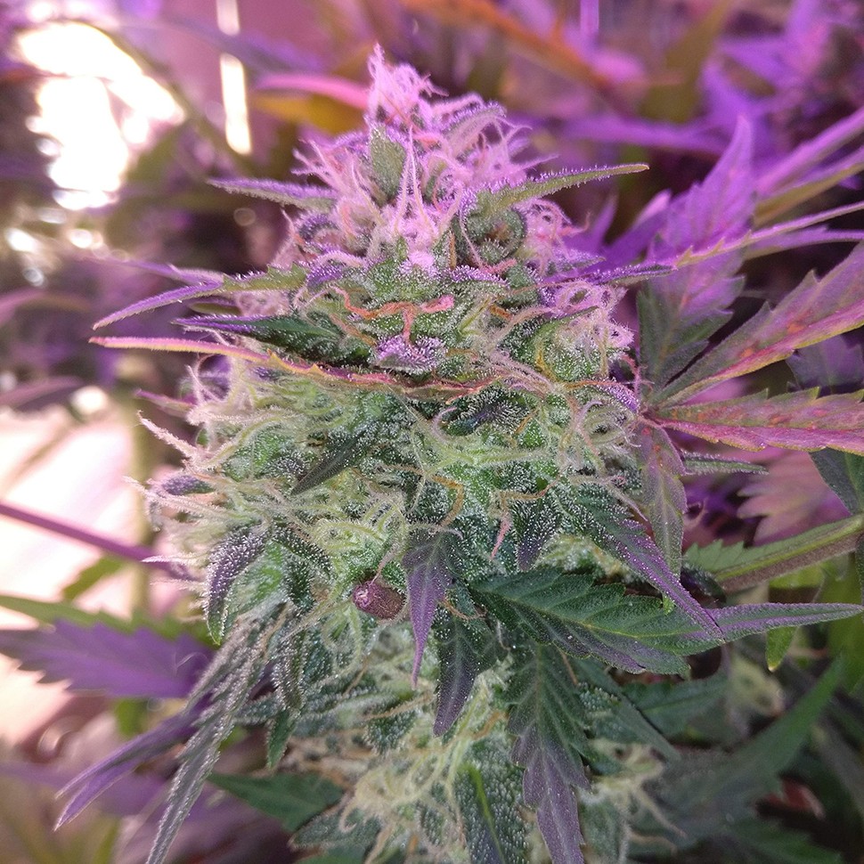 купить семена конопли дешево Auto Blue Amnesia feminised купить семена конопли дешево Auto Blue Amnesia feminised