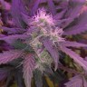 купить семена конопли гидропоники Auto Blue Amnesia feminised купить семена конопли гидропоники Auto Blue Amnesia feminised