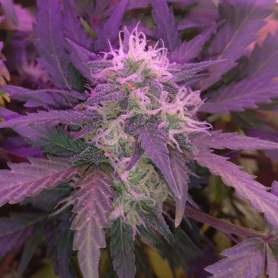 купить семена конопли гидропоники Auto Blue Amnesia feminised купить семена конопли гидропоники Auto Blue Amnesia feminised
