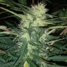 купить семена конопли в интернете Auto Blue Amnesia feminised купить семена конопли в интернете Auto Blue Amnesia feminised