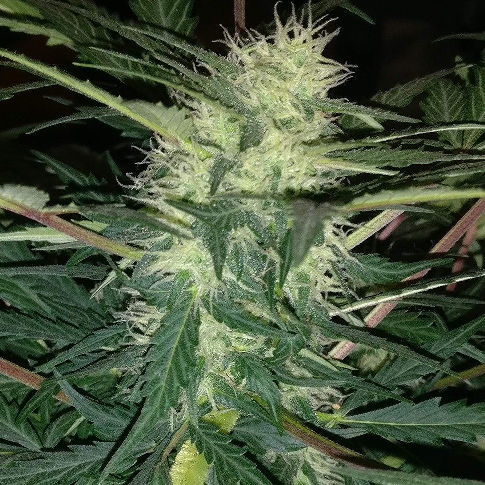 купить семена конопли в интернете Auto Blue Amnesia feminised купить семена конопли в интернете Auto Blue Amnesia feminised