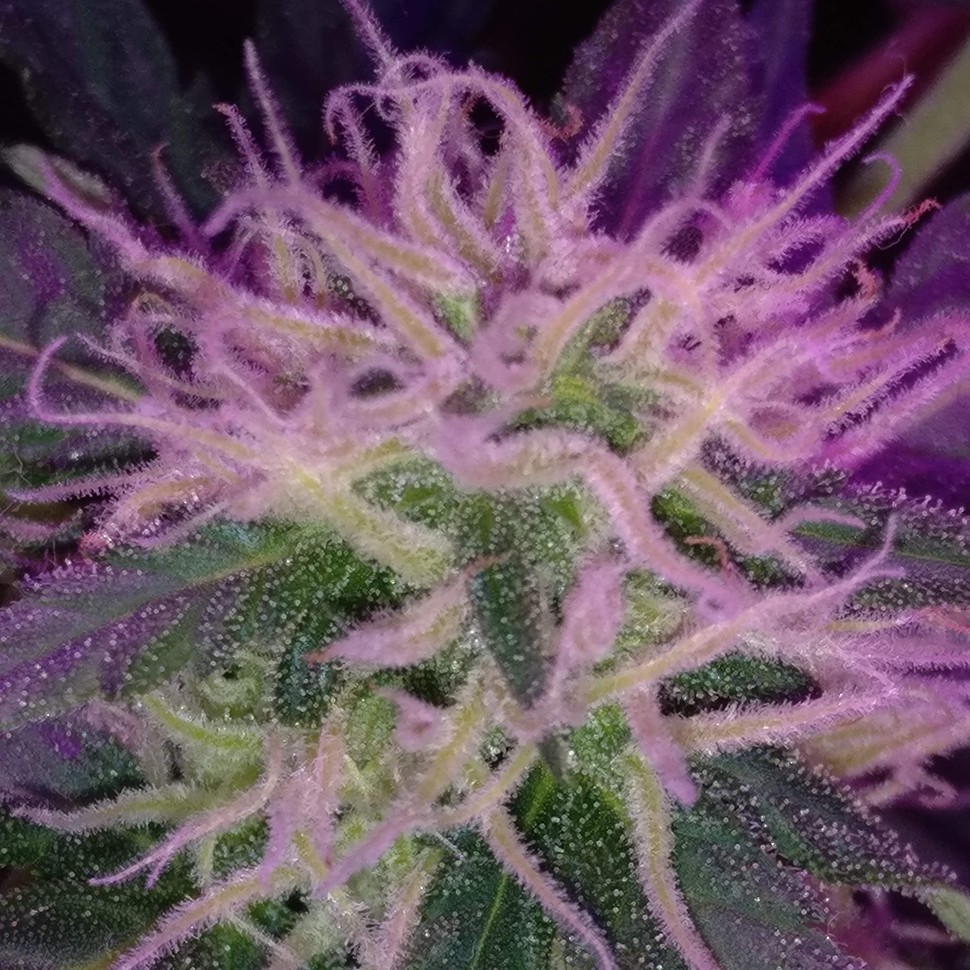 купить семена конопли в оригинальных упаковках Auto Blue Amnesia feminised купить семена конопли в оригинальных упаковках Auto Blue Amnesia feminised