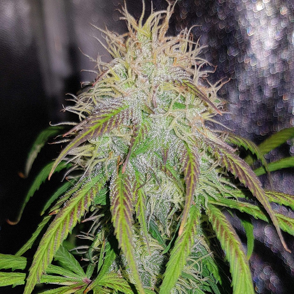 купить семена конопли недорого Auto Blue Amnesia feminised купить семена конопли недорого Auto Blue Amnesia feminised