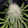 купить семена конопли Auto Blue Amnesia feminised купить семена конопли Auto Blue Amnesia feminised