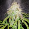 купить семена конопли в Украине Auto Blue Amnesia feminised купить семена конопли в Украине Auto Blue Amnesia feminised