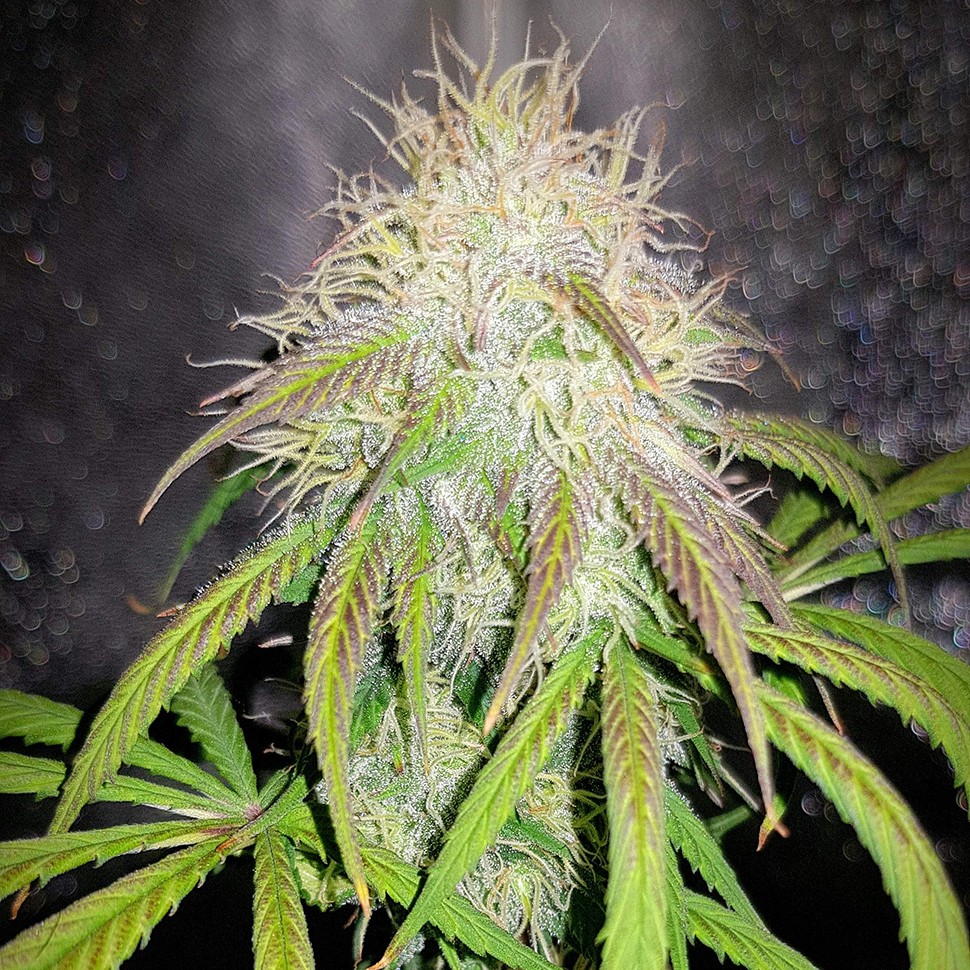 купить семена конопли в Украине Auto Blue Amnesia feminised купить семена конопли в Украине Auto Blue Amnesia feminised