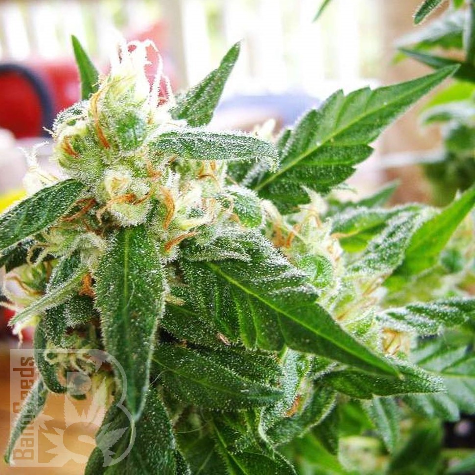 Семена каннабиса  AK 48 feminised Ganja Seeds Семена каннабиса  AK 48 feminised Ganja Seeds