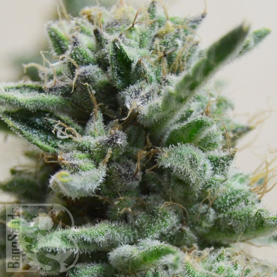 Семена каннабиса  AK 48 feminised Ganja Seeds Семена каннабиса  AK 48 feminised Ganja Seeds