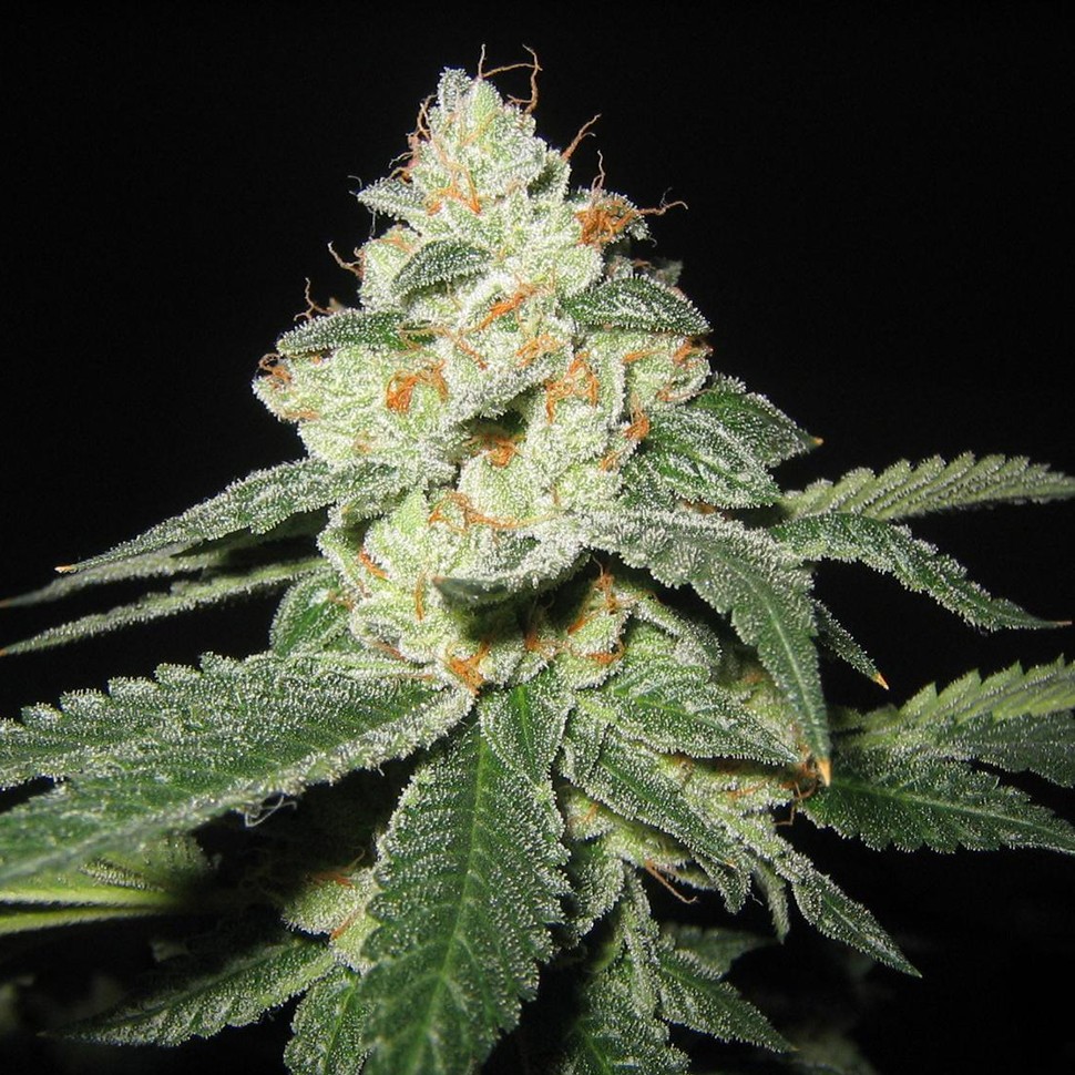 Семена марихуаны  Auto Great White Shark regular Ganja Seeds