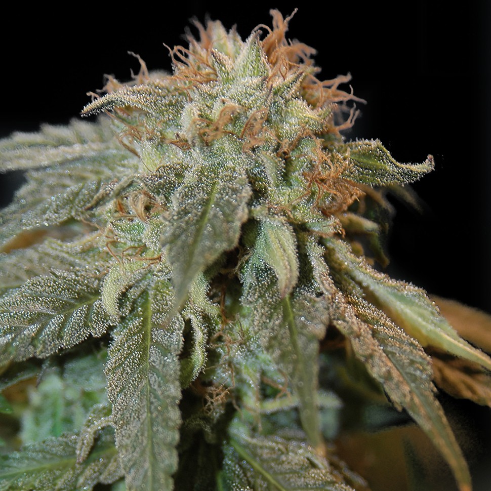 Семена  Auto Chere regular Ganja Seeds