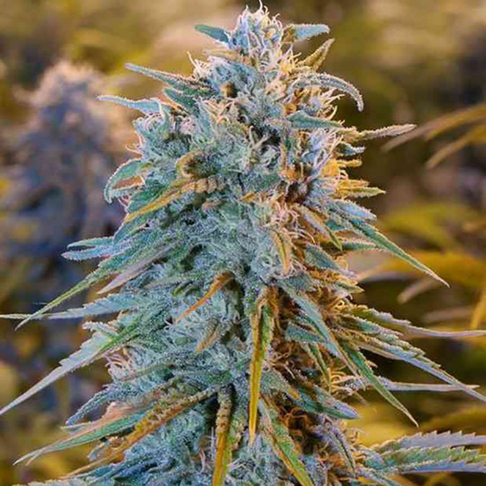 Семена каннабиса  Auto Blue Dream feminised Ganja Seeds