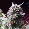 купить семена конопли недорого Auto Blueberry Bliss feminised купить семена конопли недорого Auto Blueberry Bliss feminised