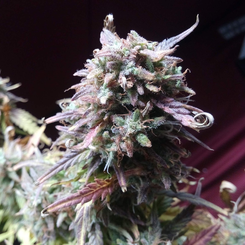 купить семена конопли недорого Auto Blueberry Bliss feminised купить семена конопли недорого Auto Blueberry Bliss feminised