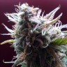 купить семена конопли Auto Blueberry Bliss feminised купить семена конопли Auto Blueberry Bliss feminised