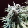 купить семена конопли в оригинальных упаковках Auto Blueberry Bliss feminised купить семена конопли в оригинальных упаковках Auto Blueberry Bliss feminised