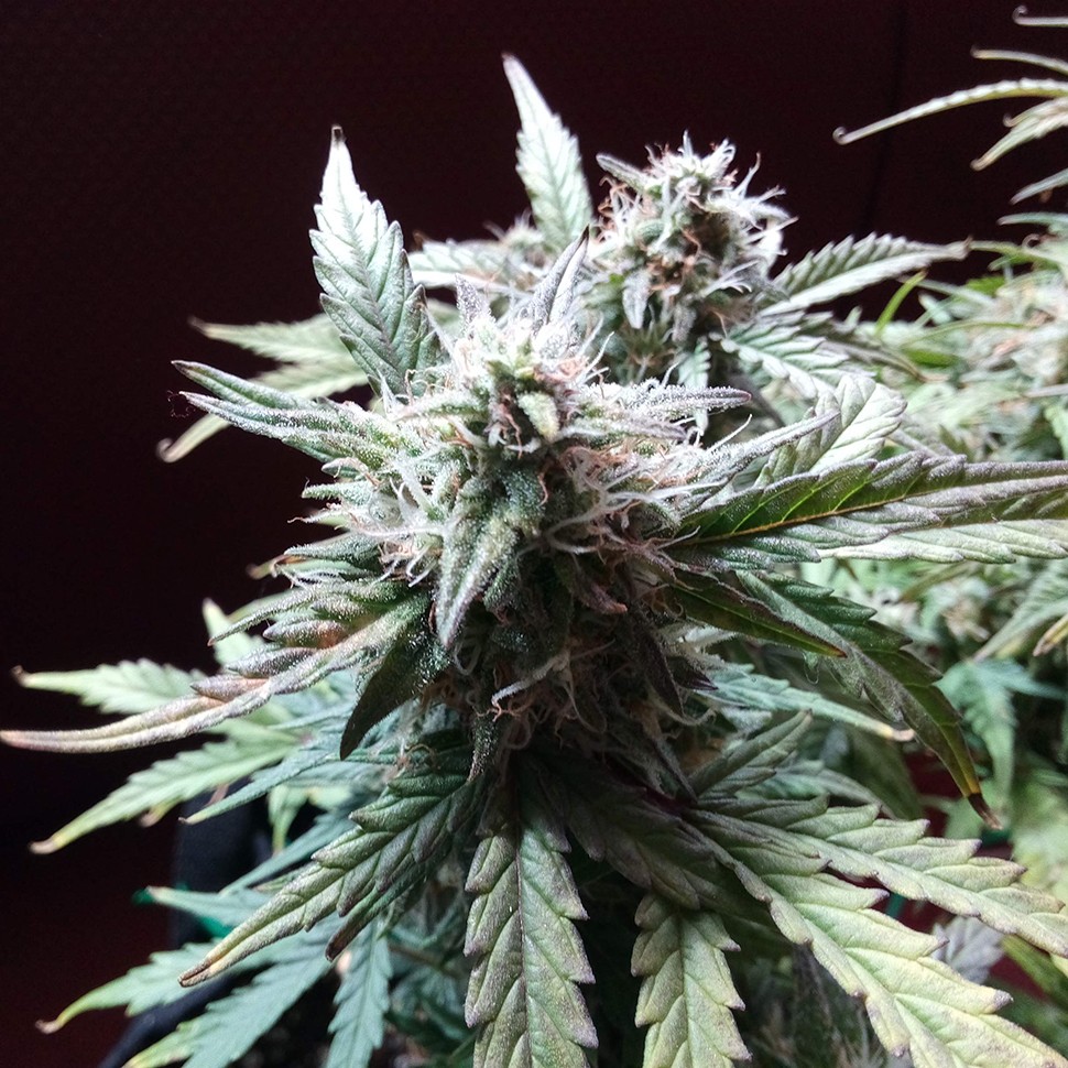купить семена конопли в оригинальных упаковках Auto Blueberry Bliss feminised купить семена конопли в оригинальных упаковках Auto Blueberry Bliss feminised