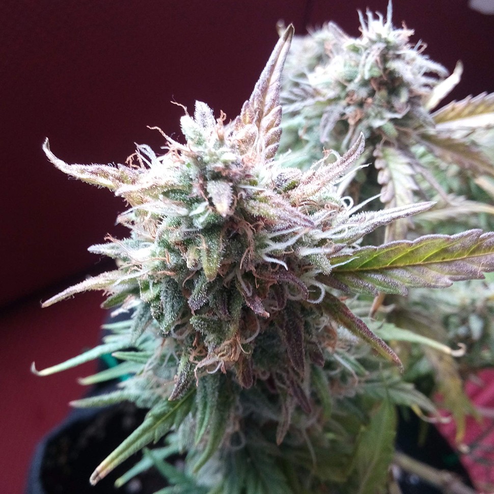 купить урожайные семена конопли Auto Blueberry Bliss feminised купить урожайные семена конопли Auto Blueberry Bliss feminised