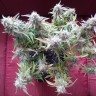 купить качественные семена конопли Auto Blueberry Bliss feminised купить качественные семена конопли Auto Blueberry Bliss feminised
