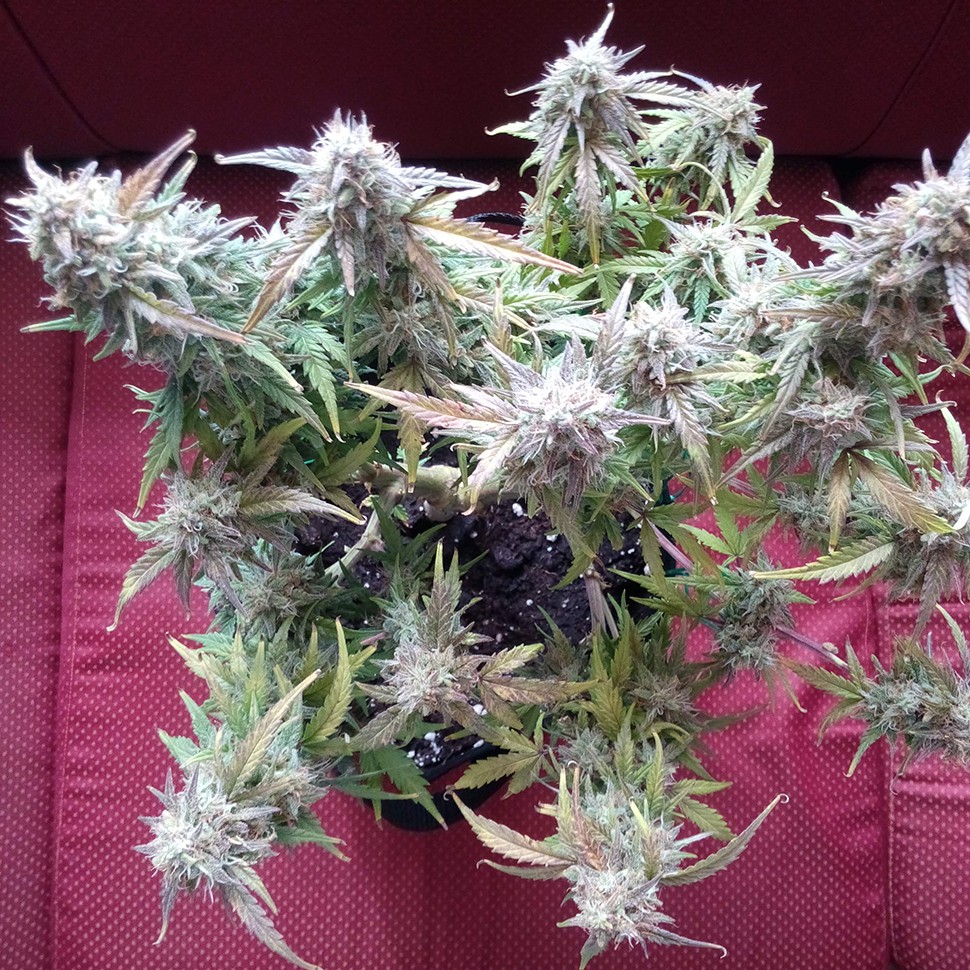 купить качественные семена конопли Auto Blueberry Bliss feminised купить качественные семена конопли Auto Blueberry Bliss feminised