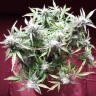 купить семена конопли феминизированные Auto Blueberry Bliss feminised купить семена конопли феминизированные Auto Blueberry Bliss feminised