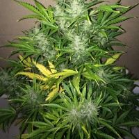 Auto UK Cheese feminised Ganja Seeds