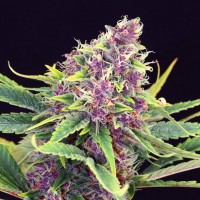Purple OG feminised Ganja Seeds