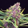 Семена  Purple OG feminised Ganja Seeds Семена  Purple OG feminised Ganja Seeds