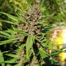 Семена  Purple OG feminised Ganja Seeds Семена  Purple OG feminised Ganja Seeds