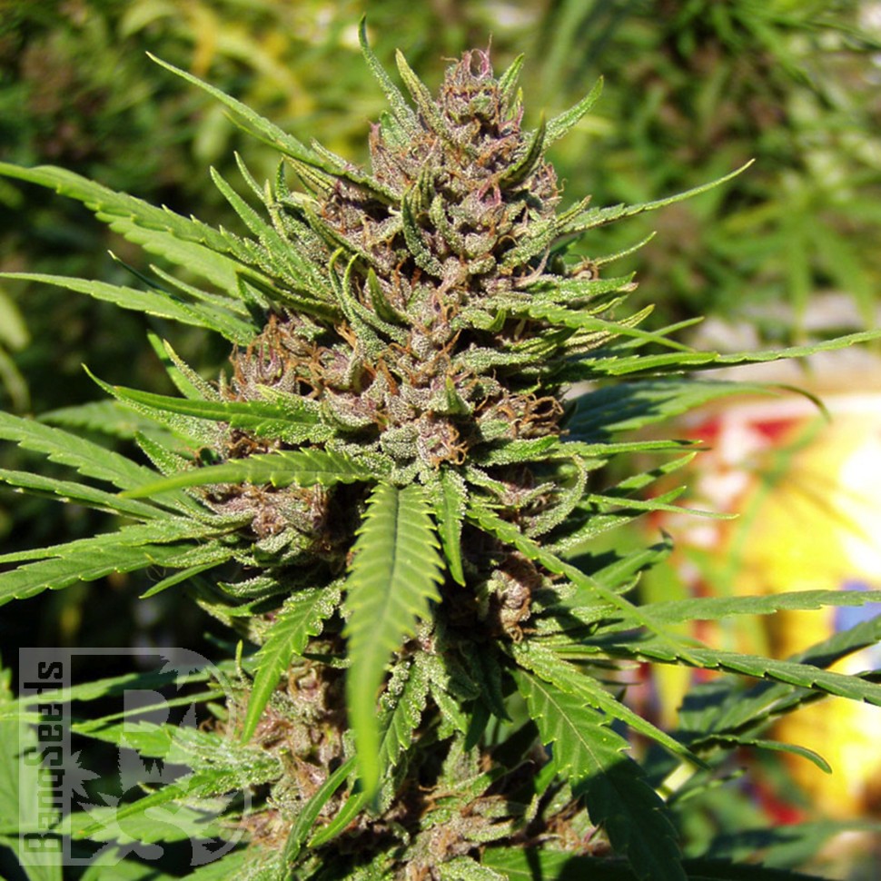 Семена  Purple OG feminised Ganja Seeds Семена  Purple OG feminised Ganja Seeds